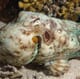 Researchers report octopus incubation breakthrough thumbnail image