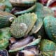 Leading abalone farmer hit hard by Covid pandemic thumbnail image