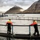 DSM launches salmon farming lifecycle assessment system thumbnail image