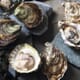 Can drones help to reduce oyster mortality? thumbnail image