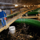 Subterranean homsesick rainbows: notes from “the world’s only underground fish farm” thumbnail image