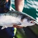 Salmon producers can expect a prosperous 2022 thumbnail image