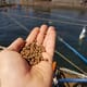 An insider’s view of advances in aquaculture nutrition thumbnail image