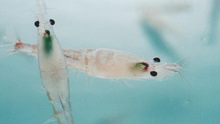 Is krill fishing accelerating climate change? thumbnail image