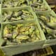 Raid highlights danger of illegal live fish imports thumbnail image