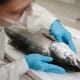 Developing a mass testing tool for fish heart diseases thumbnail image