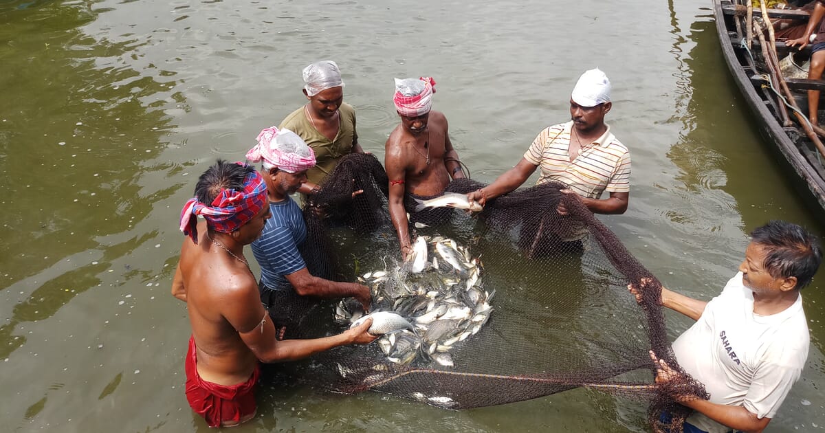 A major boost to Indian carp welfare - The Fish Site