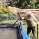 A look at Darjeeling's cold water carp farming system thumbnail image