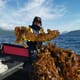 Kelp farming: a great opportunity for northern Norway and the world thumbnail image
