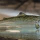 Researchers develop new health test for salmon smolt thumbnail image