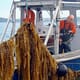 Why diversification is vital for North America’s ocean farmers thumbnail image