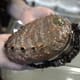 Ultrasound a “magic wand” for abalone breeding efforts thumbnail image