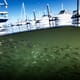 Rhode Island to lead a $1 million aqua industry overhaul thumbnail image