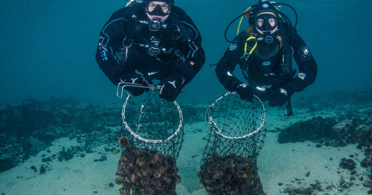 Kelp4less mkp Kelp4less mkp