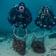 The echinoderm cowboys who can help Norway's kelp thumbnail image