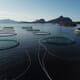 Women sought for Arctic aquaculture scholarship thumbnail image