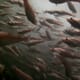 Finance flocks to aquaculture, despite the impact of Covid-19 thumbnail image