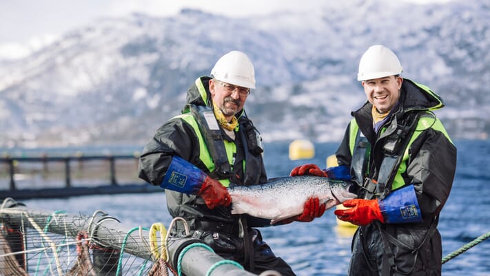Is the profitability of Norway's traditional net pen salmon sector under threat? thumbnail image