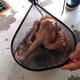 Getting to grips with octopus farming’s ethical issues thumbnail image
