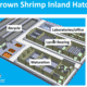 How 'dirty' water can improve shrimp survival and growth rates in RAS thumbnail image