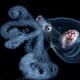 Canary Islands urged to reject Pescanova’s pioneering octopus farm thumbnail image