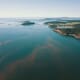 Norway invests 10 million kroner to combat algal blooms thumbnail image