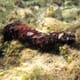 Researchers pinpoint how sea cucumbers can transform IMTA thumbnail image