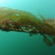 Encouraging coastal communities to engage with seaweed aquaculture thumbnail image