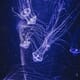 Jellyfish blamed for gill health issues thumbnail image
