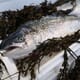 Domestic demand alleviates salmon export slump thumbnail image