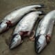 The predator that's killing 500,000 Scottish farmed salmon a year thumbnail image