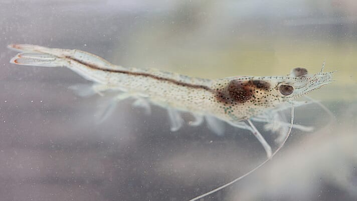 Study reveals how shrimp respond to heat stress thumbnail image