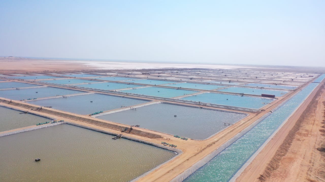 £39 million shrimp farm opens in Oman - The Fish Site