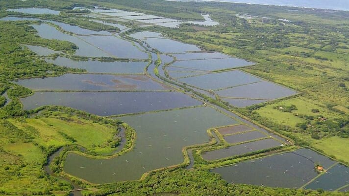 The shrimp farms that are catalysing industry growth in niche nations thumbnail image