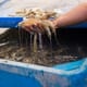 India to temporarily waive import duties on shrimp broodstock and aquafeed thumbnail image