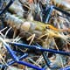 Research collaboration outlines diseases that impact giant river prawns thumbnail image