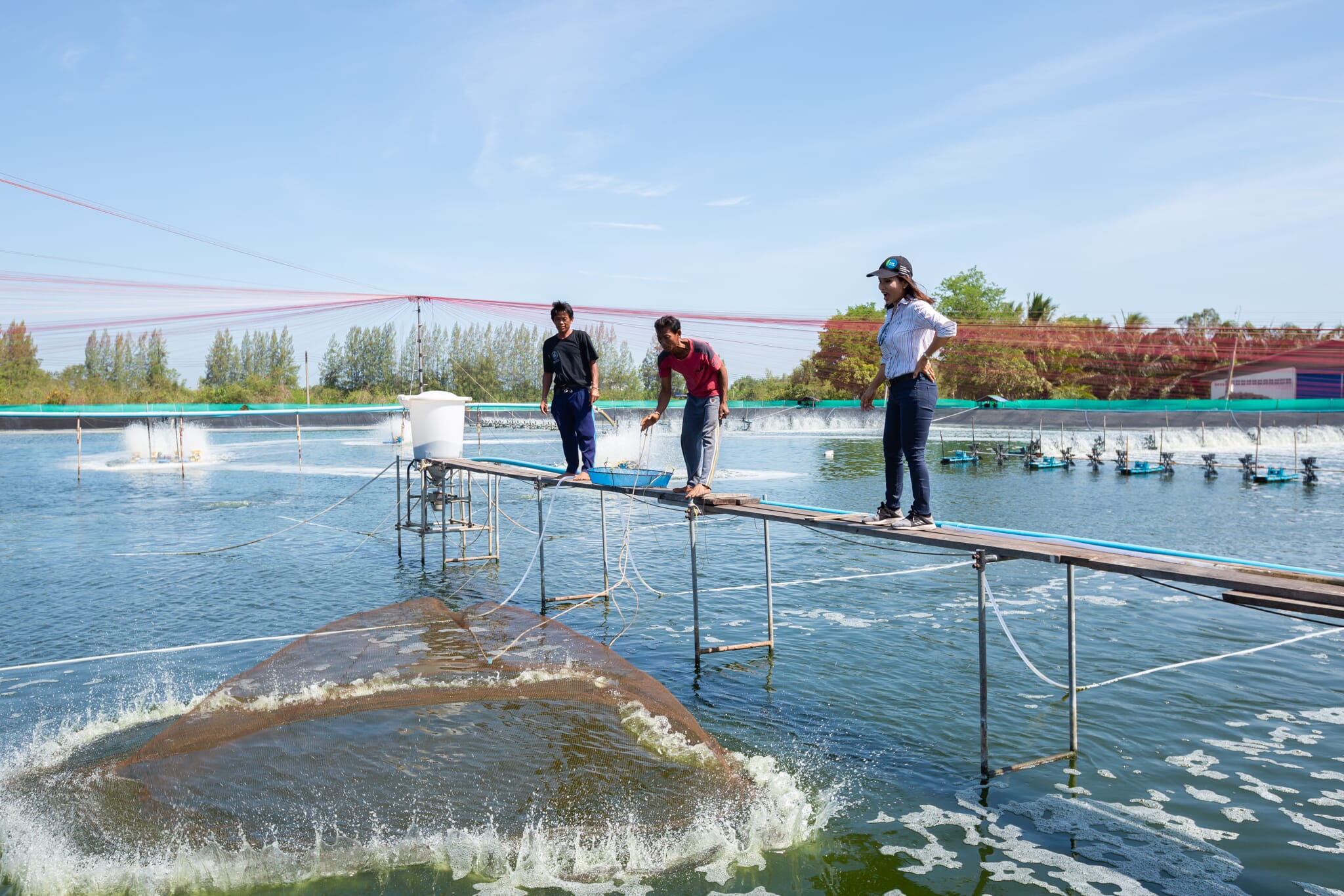 Using technology to improve water quality management in shrimp farming