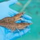 Can genetically-improved shrimp deal with disease challenges in Indonesia? thumbnail image