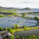 Shrimp aquaculture is set for a solid year thumbnail image