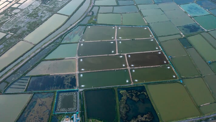 Setting shrimp feed and genetics on paths to success thumbnail image