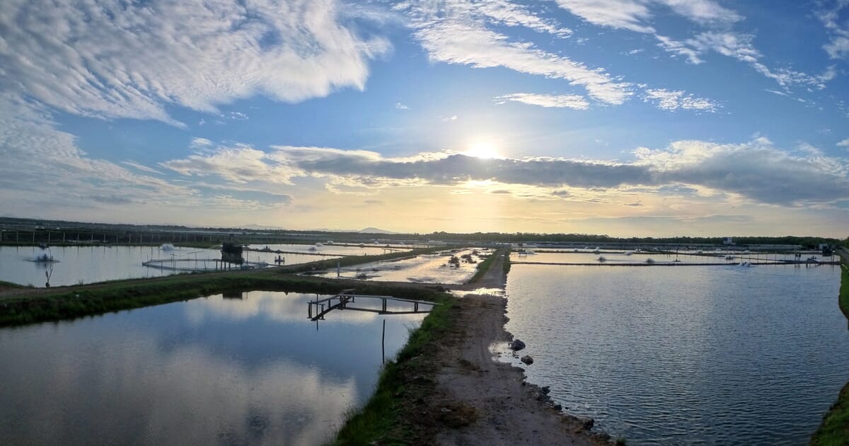 Should seaweed be more widely used in shrimp feeds? | The Fish Site