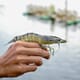 Tassal plans 2,000 tonne prawn production increase thumbnail image