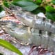 Rising ocean acidity could hit Taiwan’s shrimp industry thumbnail image