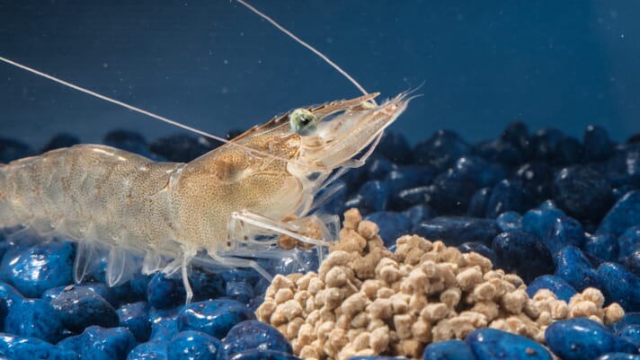 How to optimise shrimp diets in low salinity aquaculture systems thumbnail image