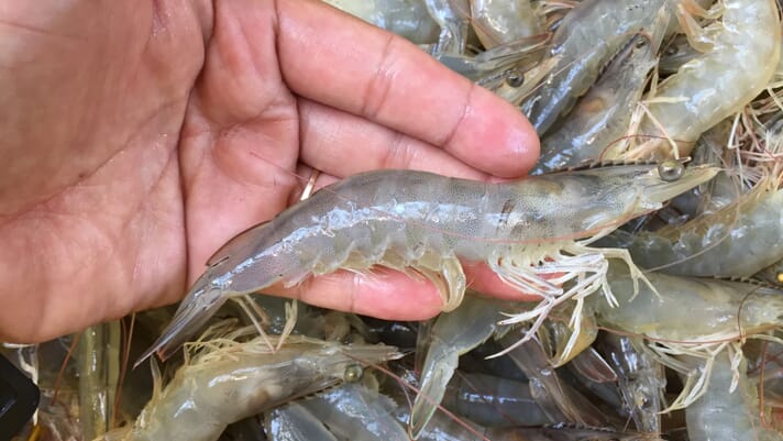 West Bengal bans use of 20 antibiotics in the shrimp sector thumbnail image