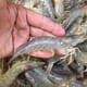 Thai research collaboration makes additional progress towards low-saline shrimp aquaculture thumbnail image