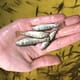 Essential oils shown to improve trout performance thumbnail image