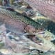 Singapore shrimp specialist sets sights on trout sector thumbnail image