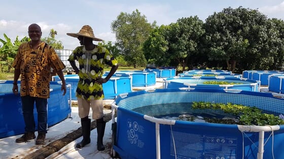 Can algae be used in aquaponics Growing Algae For Fun And Profit