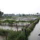 The case for improved biosecurity on Vietnam’s catfish farms thumbnail image